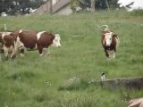 Vidéos des vaches qui se battent dehors de l'année