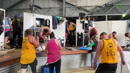 Community members donate their time to shear sheep for charity