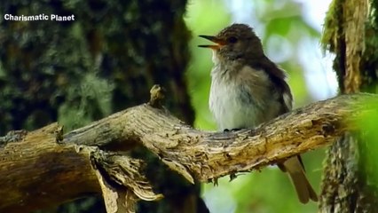 The Soothing Sound of the Spotted Flycatcher Call | Peaceful Bird Voice in Nature