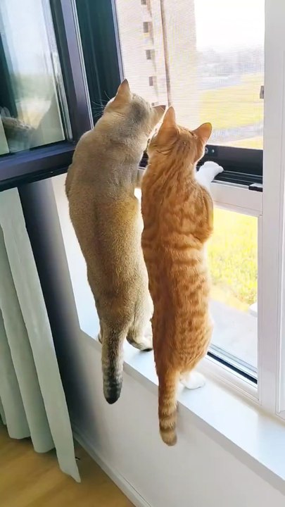 Qu'ont-ils vu ?