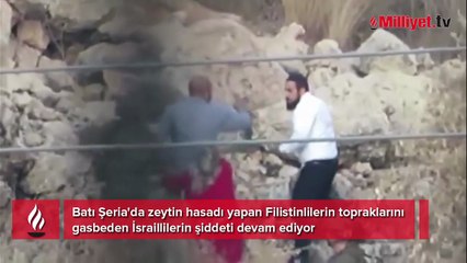 Batı Şeria'da zeytin toplayan Filistinlilere İsrail zulmü! Sopa ve köpeklerle saldırdılar