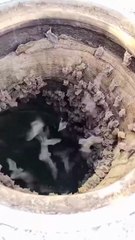 Thousands of Bats Found Inside Sewer Line! 😱 | Shocking Urban Wildlife Discovery