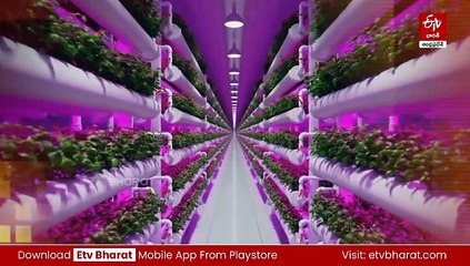 రసాయనాలు లేకుండా తక్కువ నీళ్లతో కూరగాయల సాగు - కేఎల్‌ వర్సిటీ విద్యార్థుల వినూత్న ప్రయోగం