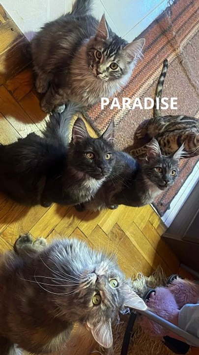 Heaven Exists… and It’s Full of Cats! 🐾❤️ #cat #cats #funnycats #funnyanimals #cutecats #adorablecats #viralcats #viralanimals #trending #fyp #catshorts #shorts