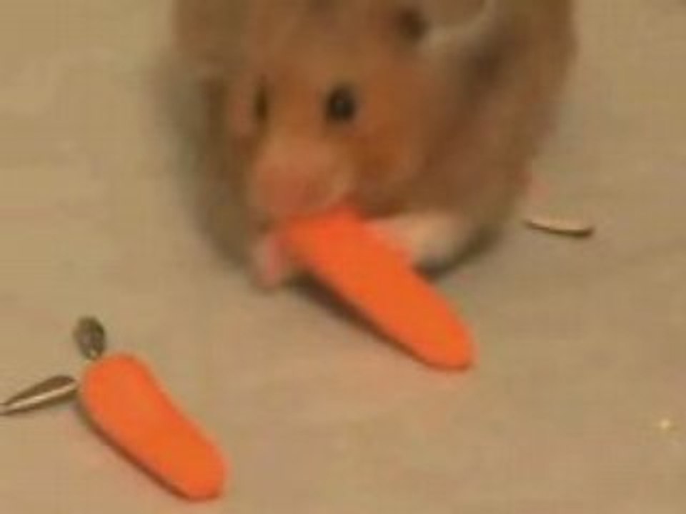 Hamster bajoues