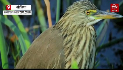 विदेशी मेहमानों से गुलजार हुई चिल्का झील, वन विभाग ने बढ़ाई झील की सुरक्षा