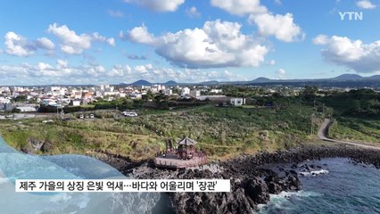 [영상구성] 은빛 억새·푸른 바다...깊어가는 제주 가을 / YTN