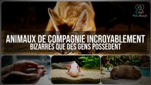 Les Animaux de Compagnie les PLUS BIZARRES au Monde !