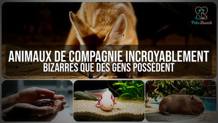 Les Animaux de Compagnie les PLUS BIZARRES au Monde !