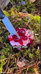 5 strange plants that act like animals #facts #shorts #amazingfacts #didyouknow #viral