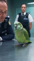 The Feathered Suspect”Ultra-realistic 4K cinematic short video, expressive talking  10-second viral funny video.🏷️ #BritishComedy #FunnyParrot #UKHumor #BritishPolice #CinematicShort #ViralVideo #TalkingParrot #BritishAccent