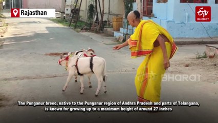 Radha And Krishna: Rare Punganur Breed Cows From Telangana Find A New Home In Rajasthan Temple