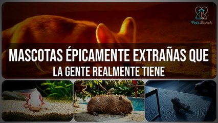 Las Mascotas Exóticas MÁS RARAS que la Gente Realmente Tiene