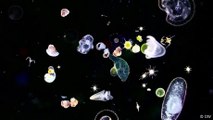 Tiny plankton: The ocean's hidden climate fighters