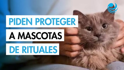 Llaman a proteger a mascotas ante riesgos por rituales durante octubre y noviembre