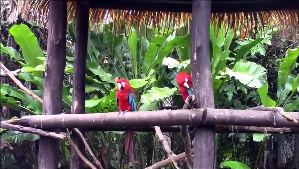 D´ TURISMO RECORRIDO EN EL BIOPARQUE UKUMARÍ PEREIRA - PROGRAMA 1 26/10/2025