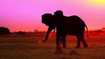 قصة أصحاب الفيل