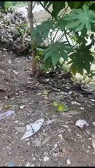 Vecinos temen colapso por grieta en la calle y deterioro del muro de contención