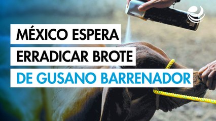 México espera erradicar gusano barrenador con nueva planta de mosca estéril