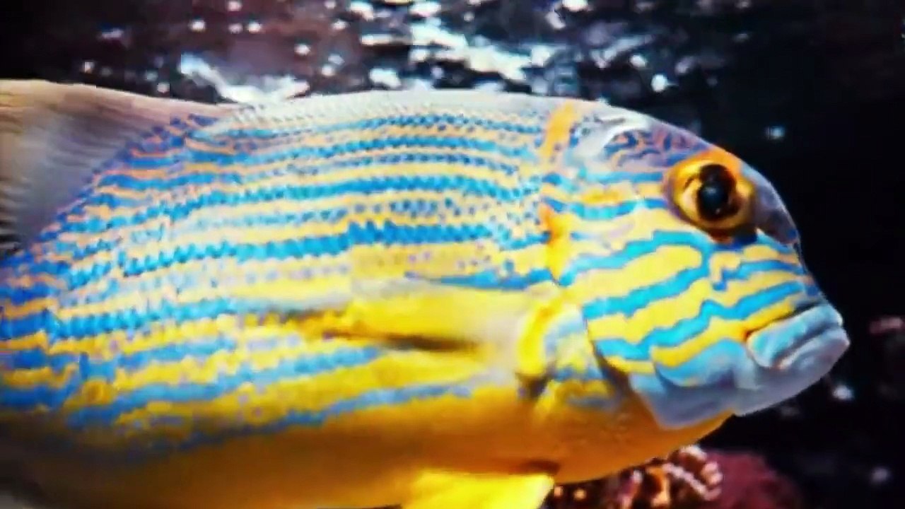 JOURNEY TO THE DEEP
