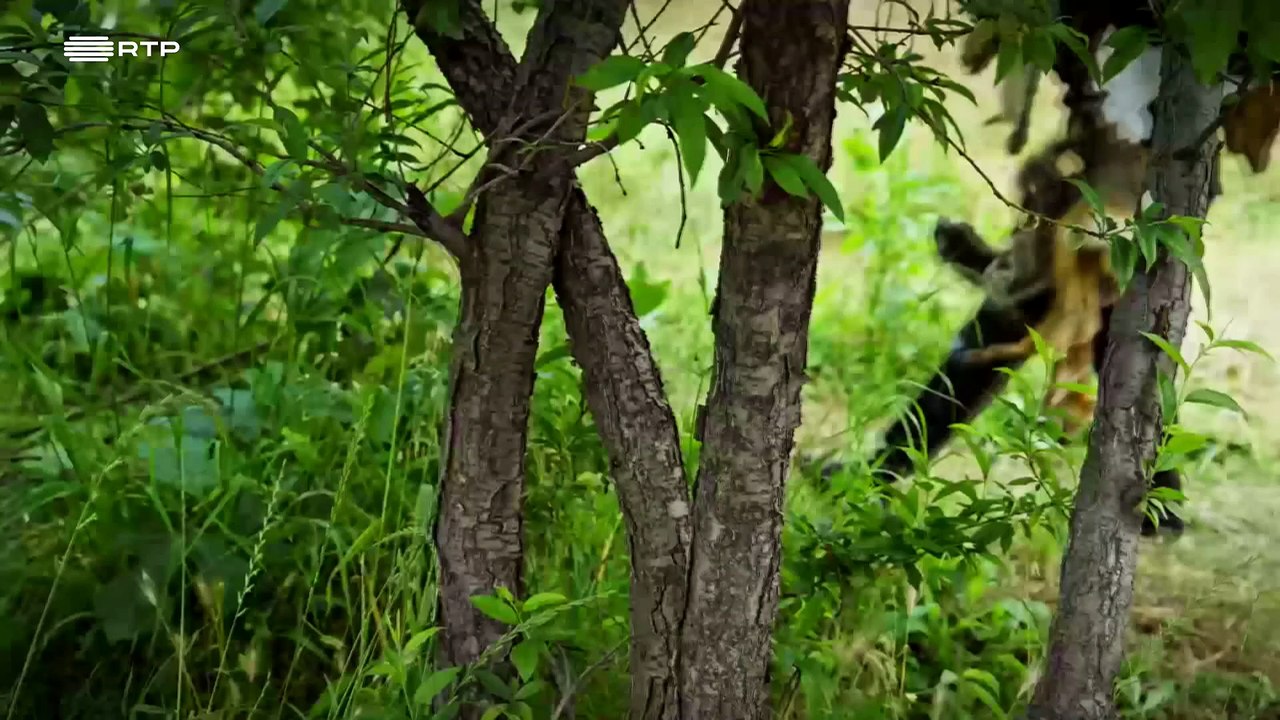 América - A História Não Contada dos Latinos - 2 º Episódio - Linhas do Mesmo Novelo