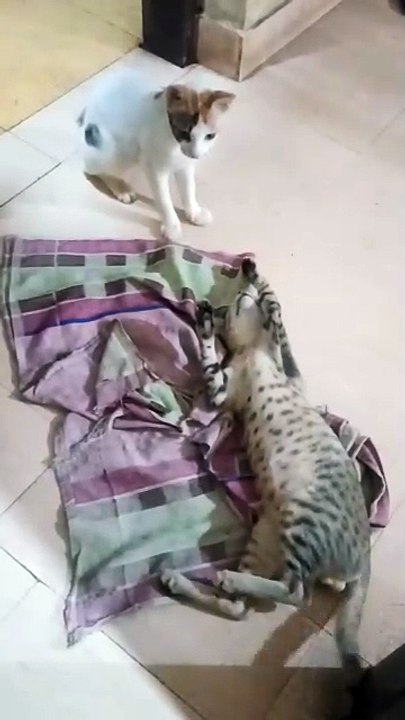 🐱🐱cat video