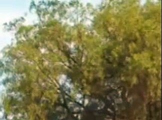 🌅 Amanecer Capitulo 80 Final