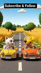 village road vs city road #cat #catvideos #fun