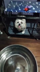 🔴 THURSDAY MORNING MAMAM WITH PICKLES #shihtzu