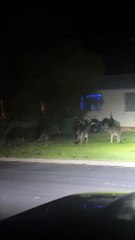 Australian kangaroos