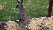 Kangaroos in Australia