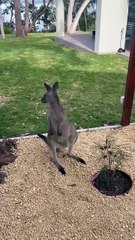 Kangaroos in Australia