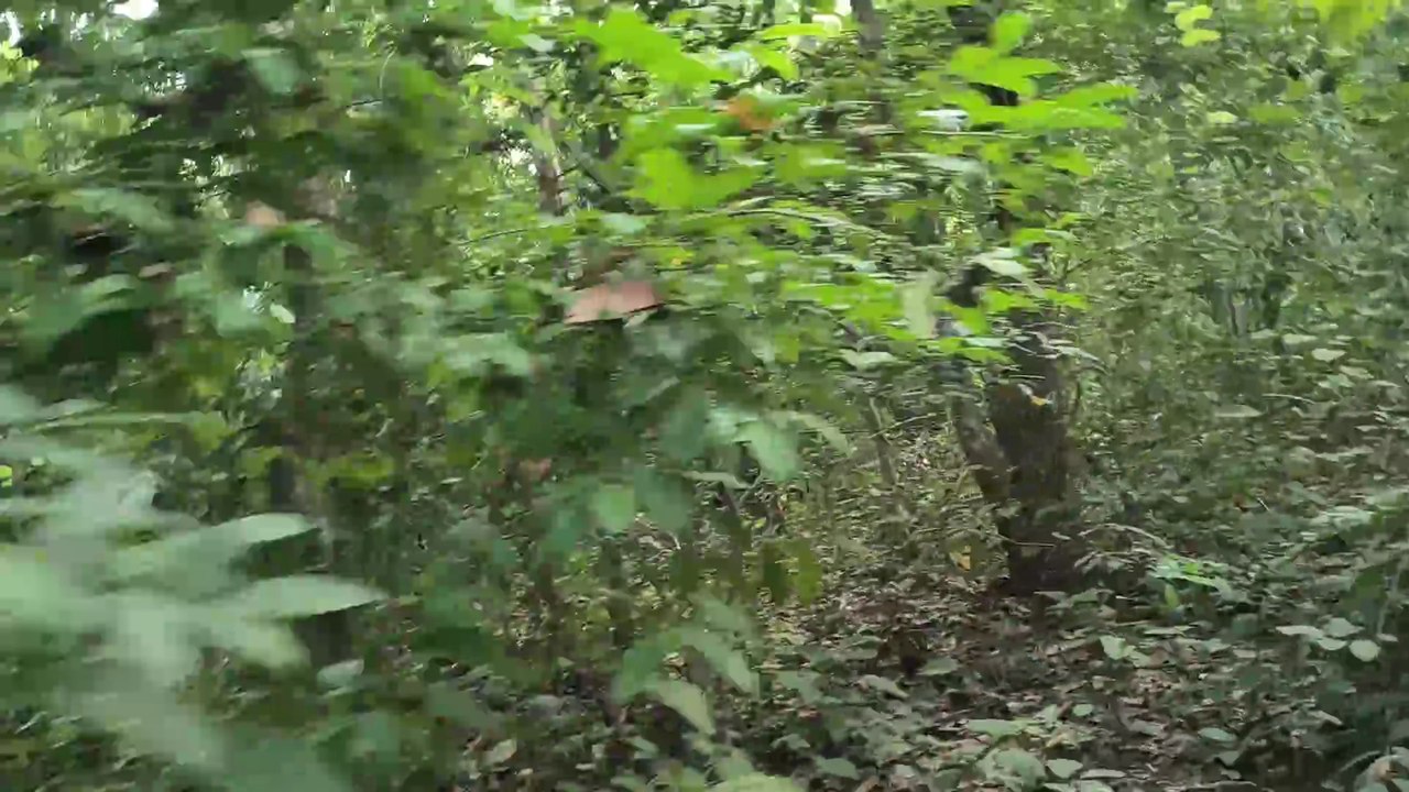 Animals of Amazon 4K - Animals That Call The Jungle Home | Scenic Relaxation Film