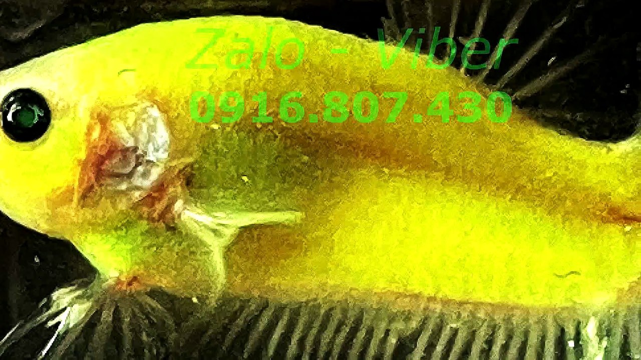 Mux251018064755