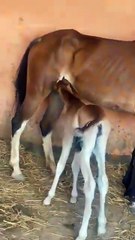 new_short_video_hours_video_🐎🐎_#youtubeshorts_#hours(360p)