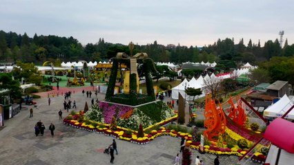 걸음마다 국화 내음 가득...천만 송이 국화축제 개막 / YTN