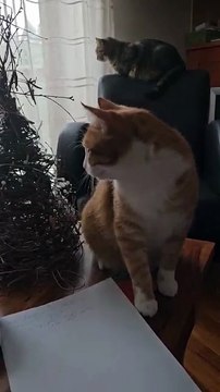 Lazy Sunday Morning:) #cat #shorts #Funny #FunnyCats #cutecats #cuteanimals #viralcats #goodmorning #Sunday #fyp