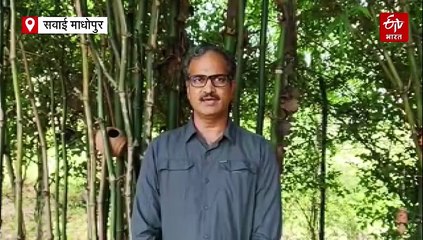 रणथंभौर में 80 फीसदी टाइगर एक ही वंश बेल के, समान जीनपुल के कारण जेनेटिक बीमारियों का खतरा !