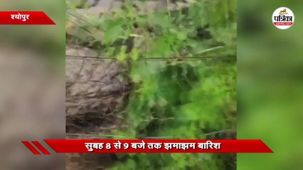 बेमौसम बारिश से भारी नुकसान: जानिए कैसे बचें 🌧️