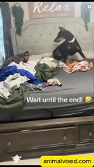 Funny Animal Videos 😂🐾 | Cats, Dogs & All Animals Compilation 2025