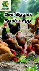 "Desi Egg 🥚 vs Broiler Egg 🍳 – Sehat, Swad & Budget 2025!"  #facts #egg  #anas