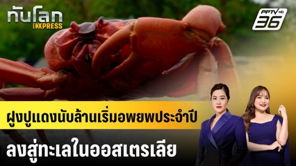 ฝูงปูแดงนับล้านเริ่มอพยพประจำปีลงสู่ทะเลในออสเตรเลีย | ทันโลก EXPRESS | 26 ต.ค. 68