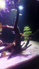 #PlantationTank #aquarium  #guppy #guppyfish #angelfishLets See The World Youtube @AbdulKhan-zg4bd (2)