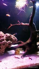 #PlantationTank #aquarium  #guppy #guppyfish #angelfishLets See The World Youtube @AbdulKhan-zg4bd (3)