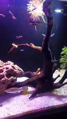 #PlantationTank #aquarium  #guppy #guppyfish #angelfishLets See The World Youtube @AbdulKhan-zg4bd (1)