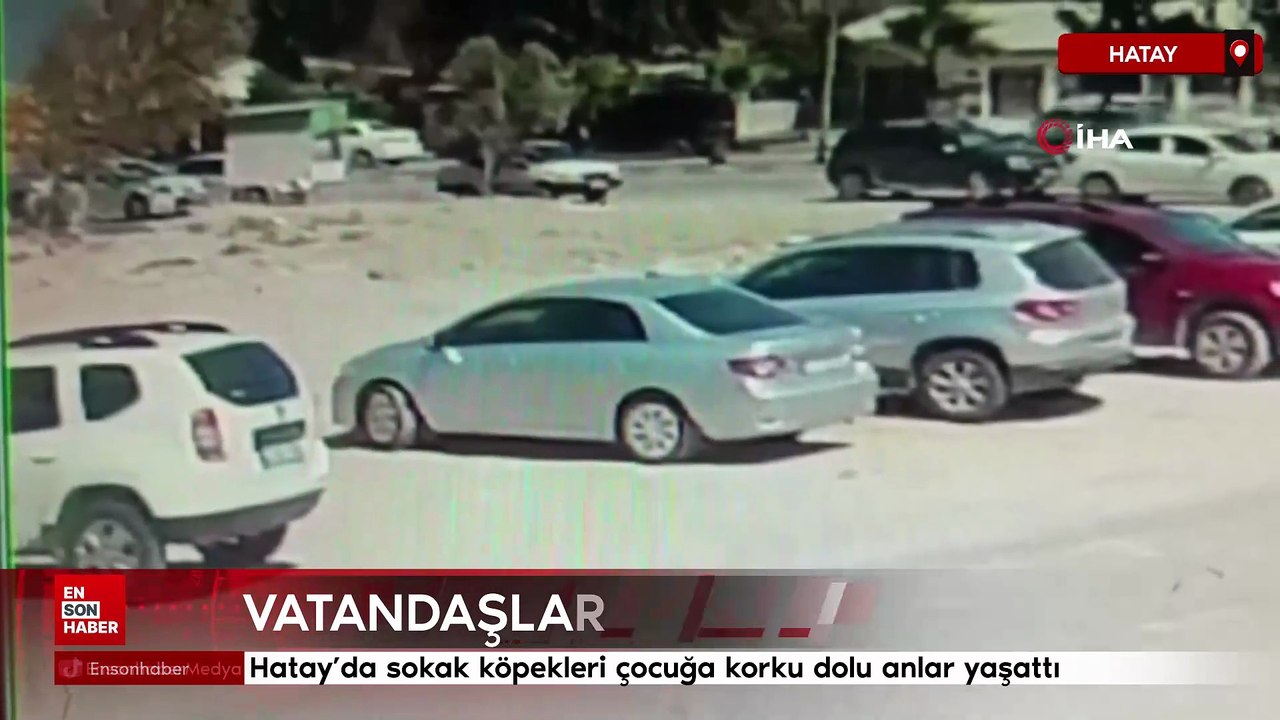 Hatay’da sokak köpekleri çocuğa korku dolu anlar yaşattı