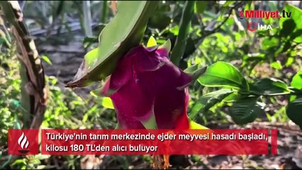 3 yıl önce üretime başladı! Kilosu 180 lira: 'Tadı çok güzel, kiviye benziyor''
