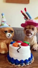 Dogs 🐶 funny seans