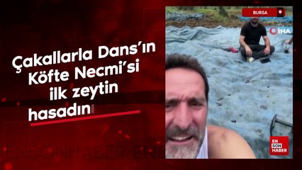 Çakallarla Dans’ın Köfte Necmi’si ilk zeytin hasadını yaptı