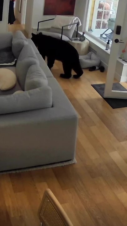Bold Pomeranian chases huge black bear out of house